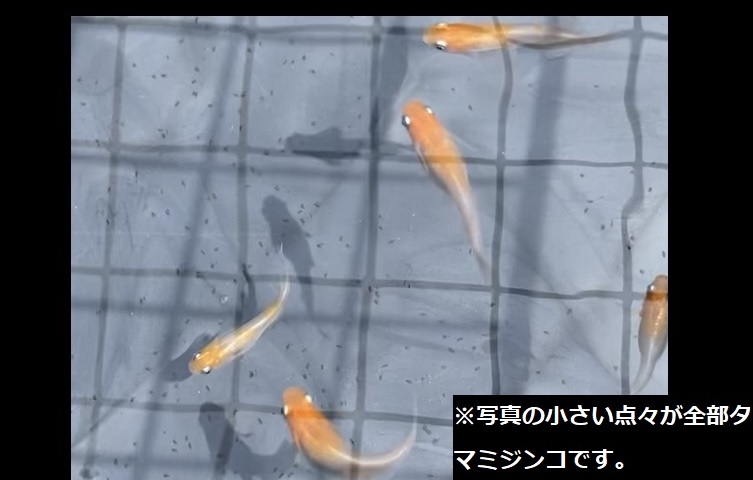 めだか屋　タカラです。
