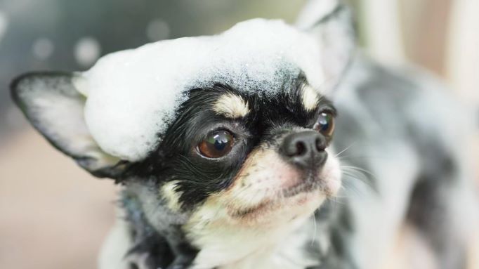 皮膚病を防ぐ【犬のシャンプー頻度】について