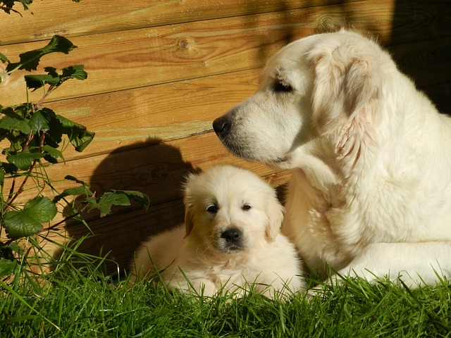 【子犬時期に注意したいこと！】①ワクチンってなに？2/2つづき