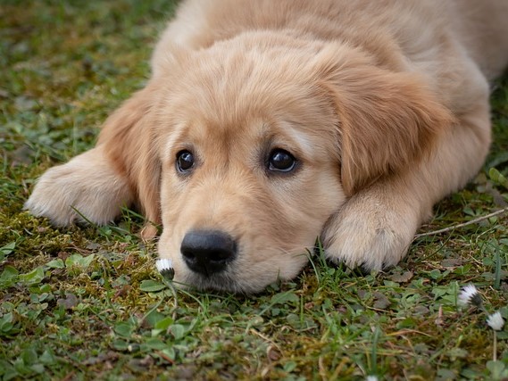 【子犬時期に注意したいこと！】①ワクチンってなに？1/2