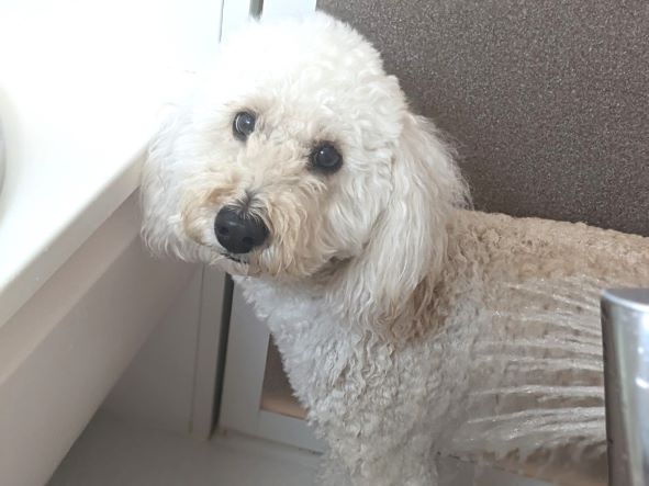冬場の犬の自宅シャンプー、シャワーの温度は？入浴は？【現役トリマー解説】