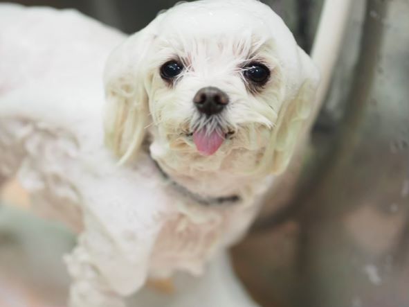 犬の皮膚病を減らしたい！unirシャンプーはトリマーの願いから誕生しました！