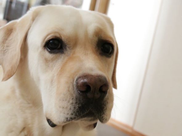 かゆい、べたつく…犬の皮膚トラブルのあらゆる原因【皮膚の乾燥】を防ぐには？！