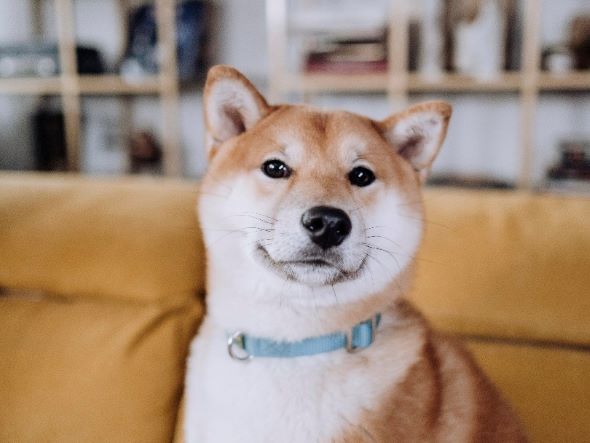 【トリマー解説！】犬の抜け毛のケア方法は？換毛期のおすすめアイテムも！