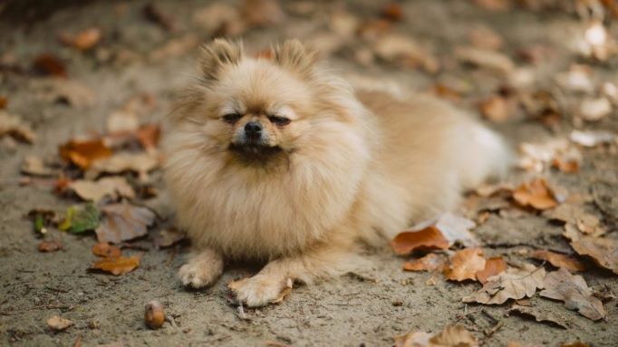 【犬の静電気】痛みはあるの？皮膚への悪影響って？対策方法もご紹介！