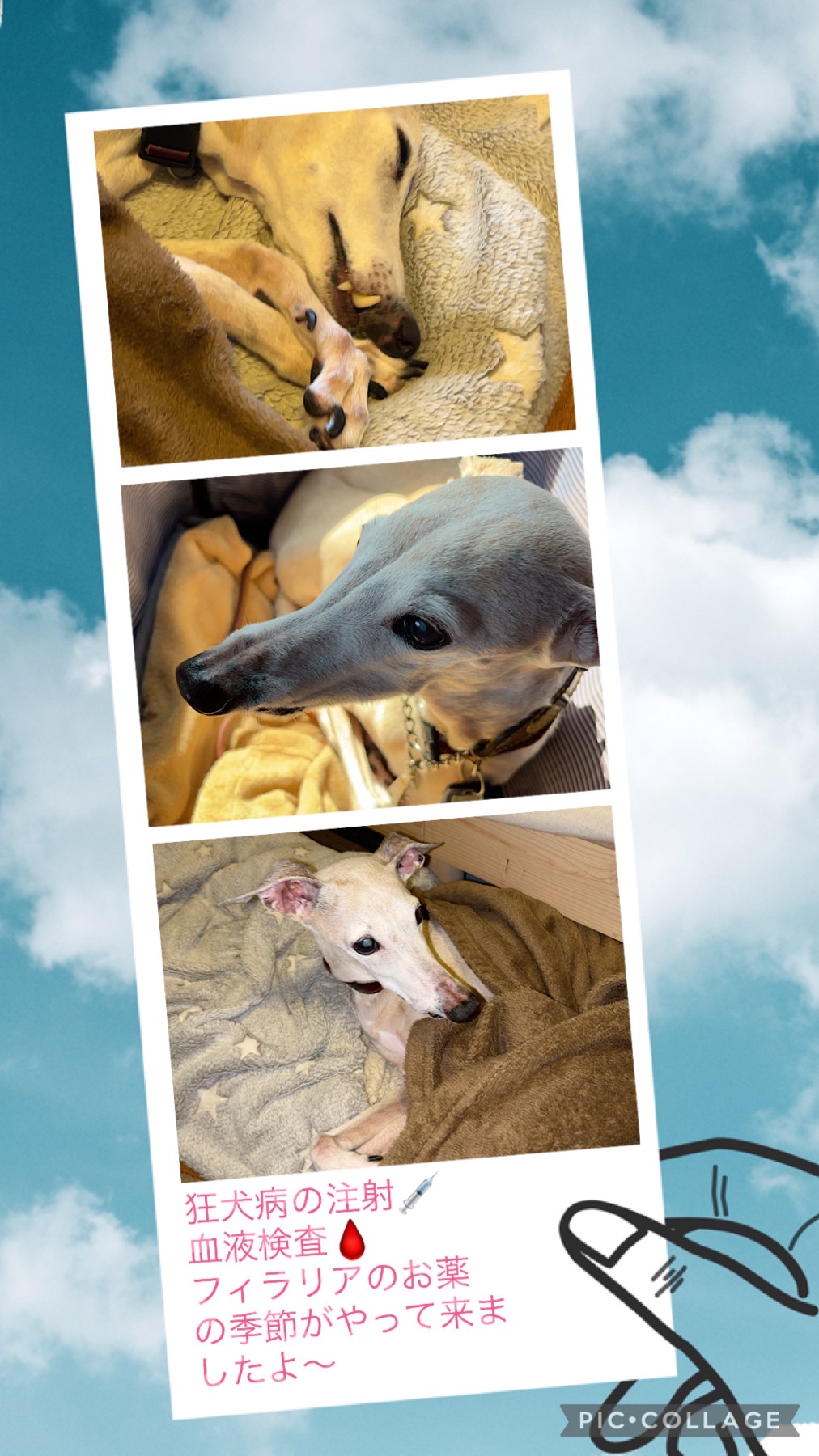 狂犬病予防接種の季節です！