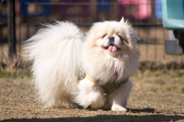 K様・京都府在住（優希ちゃん・ペキニーズ）