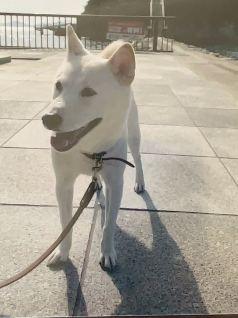 Y様・兵庫県在住（らんちゃん・白柴）