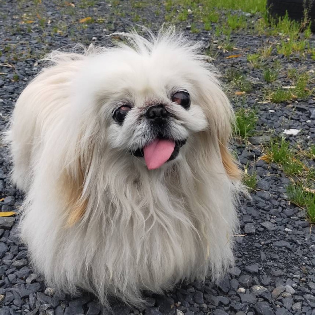 K様・京都府在住（すずちゃん・ペキニーズ）保護っ子