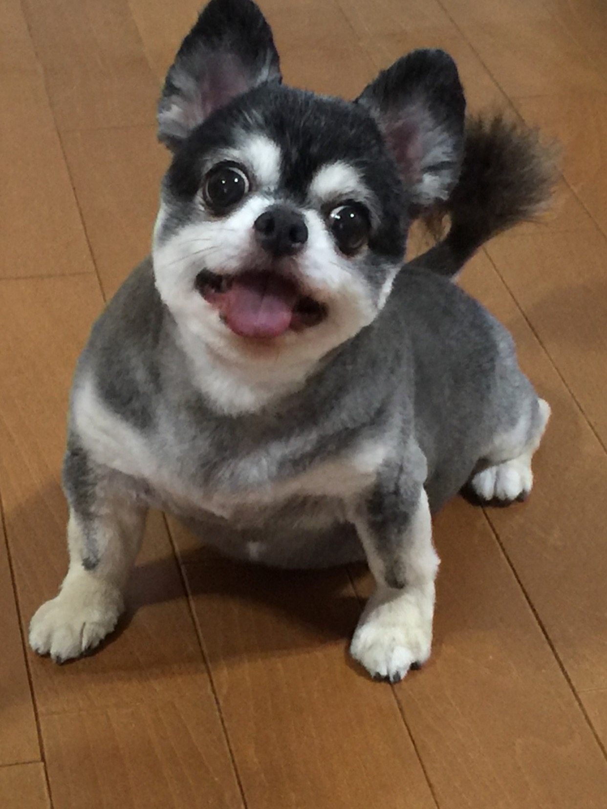 T様・兵庫県在住（⭐️ラヴちゃん・チワワ）