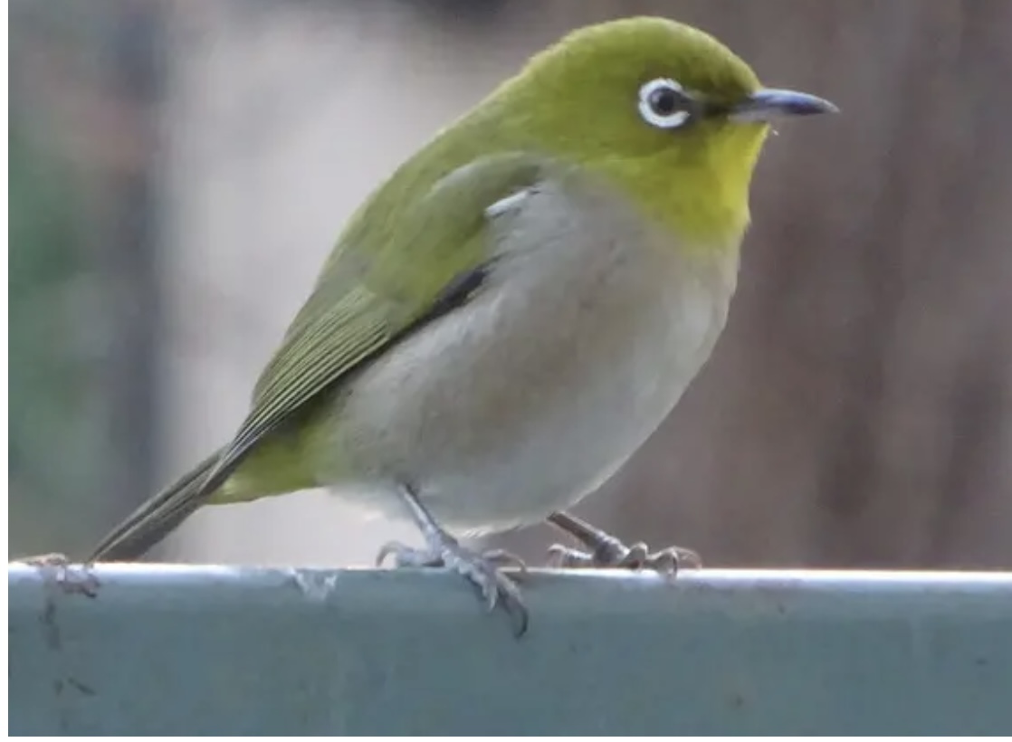 野生のメジロ⁉︎