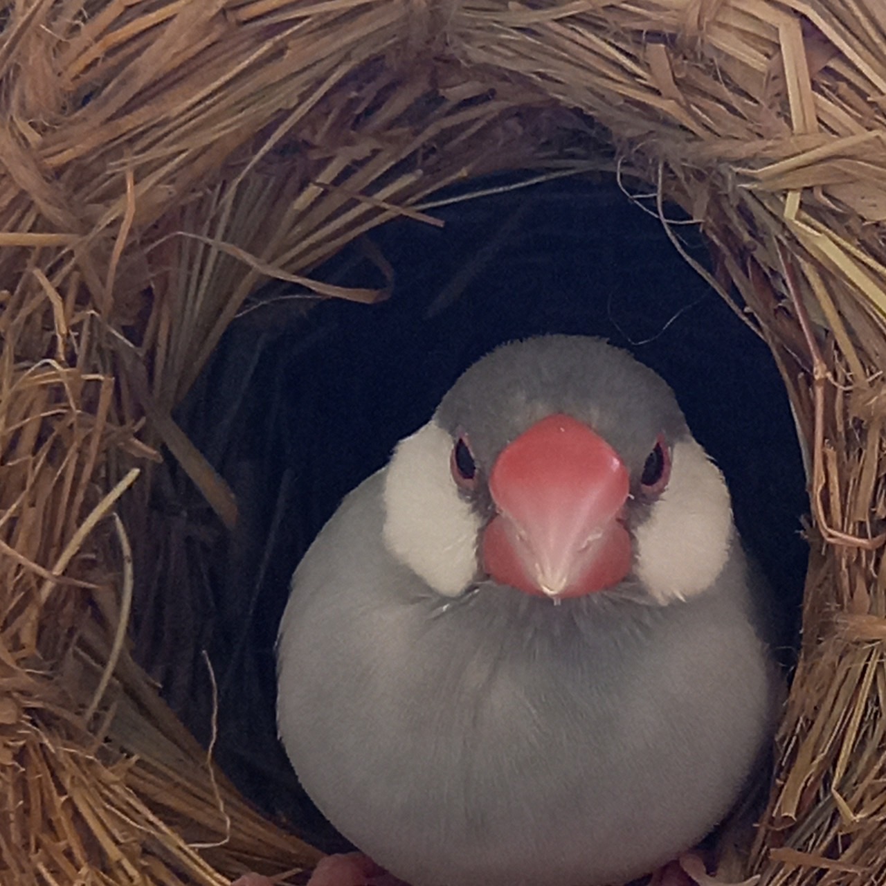 K様・兵庫県在住（⭐️ぽんちゃん・文鳥）　