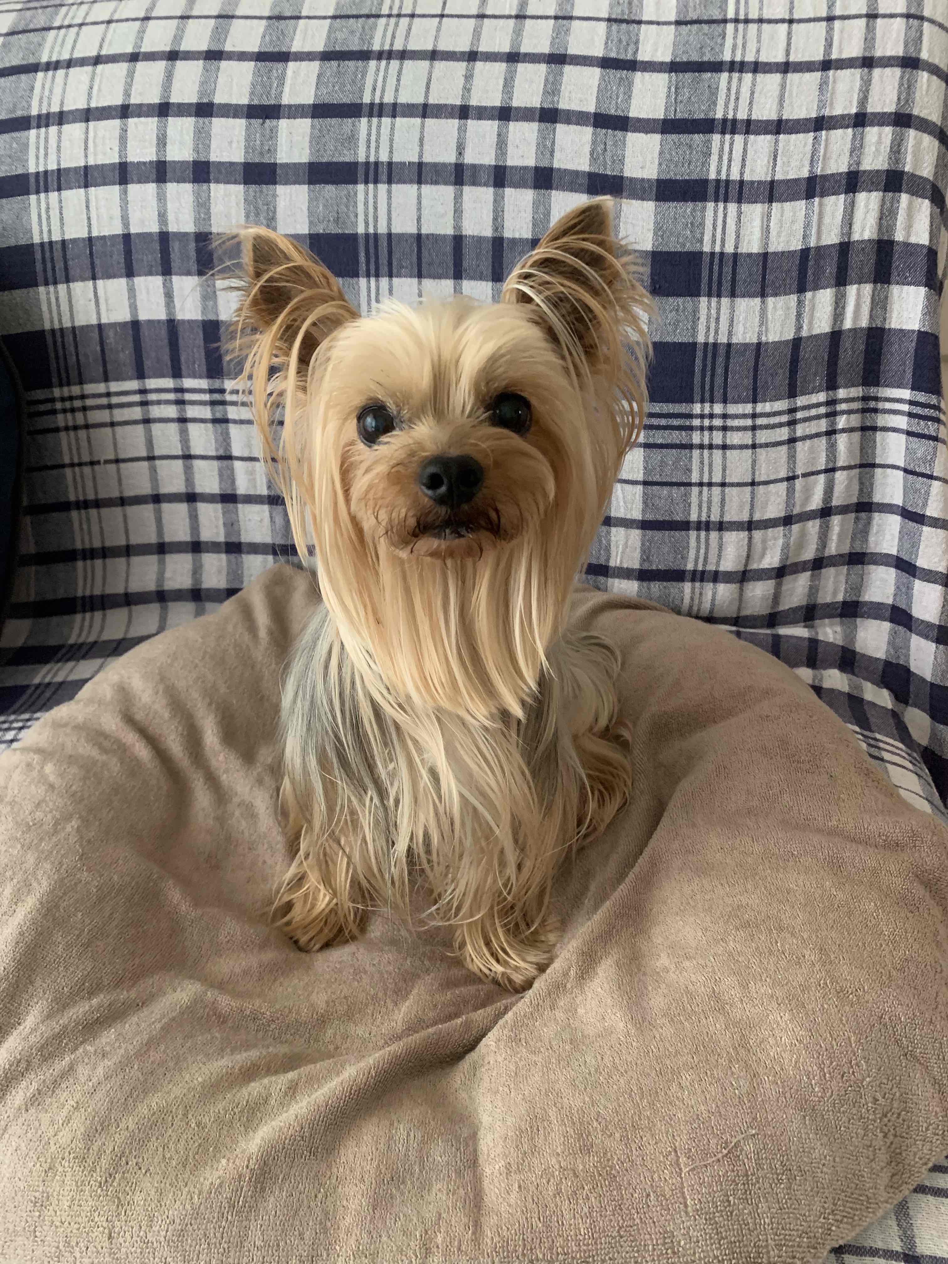 O様・関西在住（コナくん・ヨークシャーテリア）