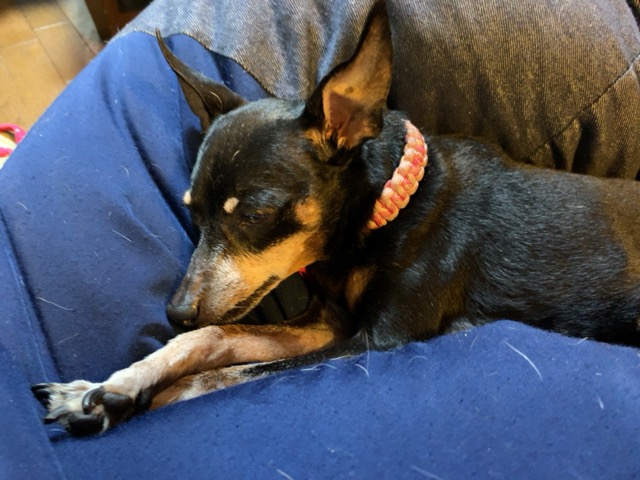 お空組さん・我が家のモーグリ