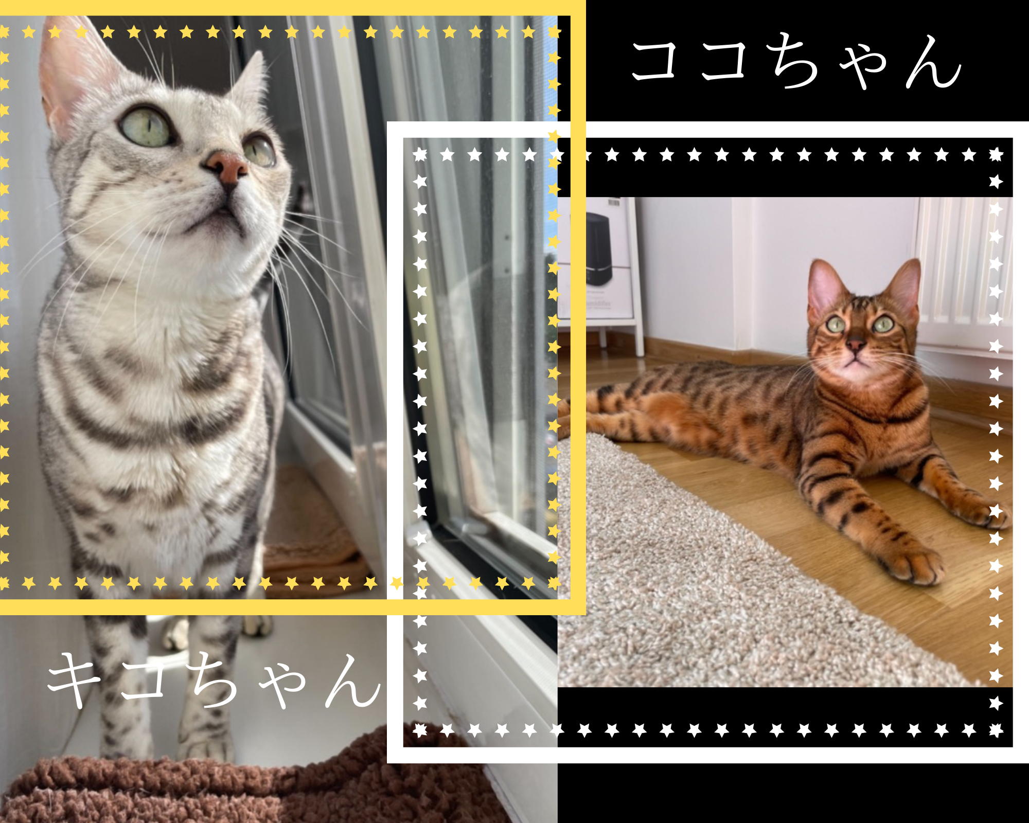 Ｗ様・ドイツ在住（キコちゃん&ココちゃん）