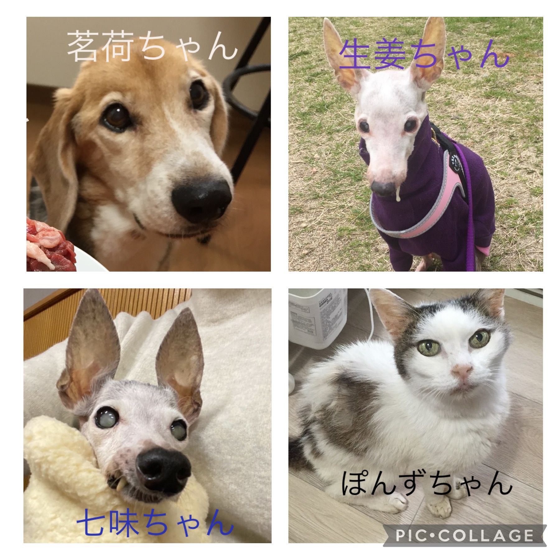 H様・兵庫県在住⭐️茗荷ちゃん達