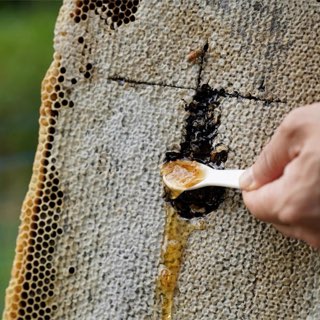 完全非加熱の国産はちみつ