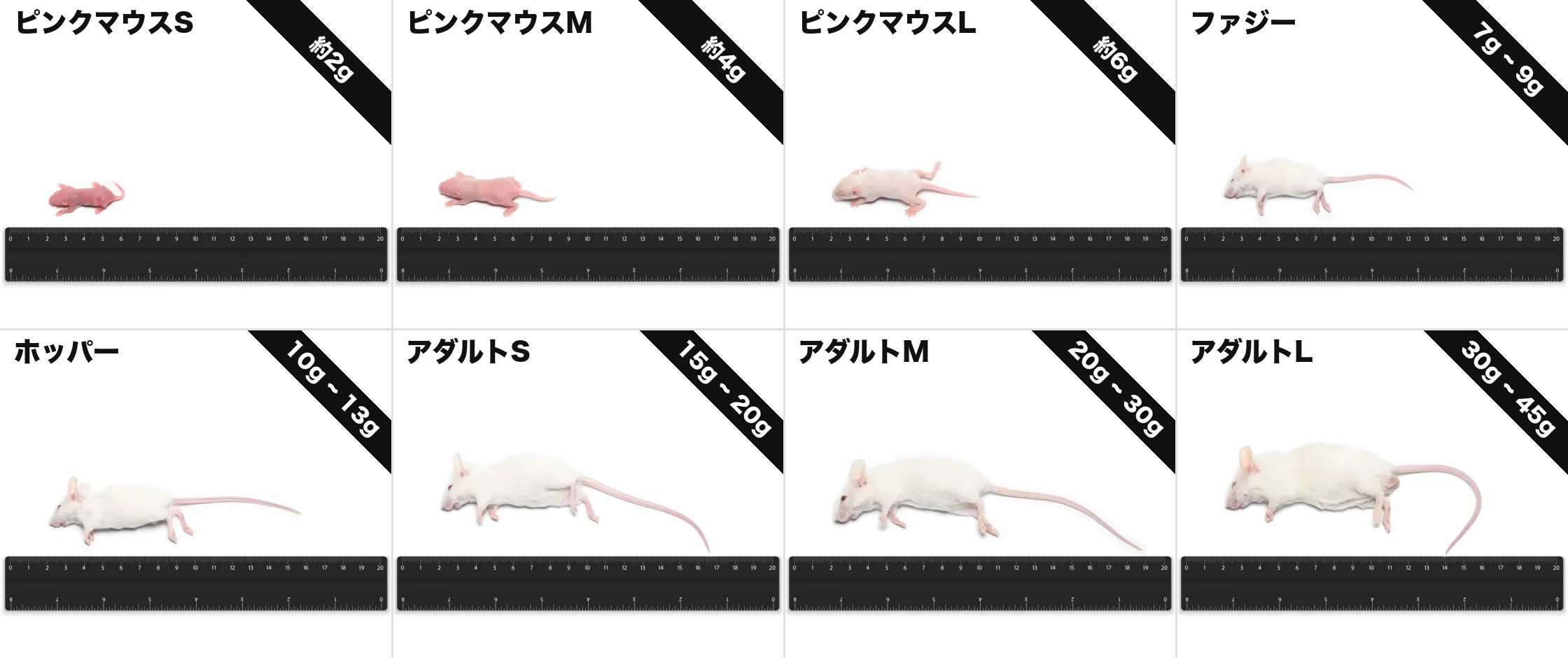 コーンスネークの餌は何gのマウス？サイズの決め方と切り替えどき