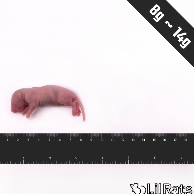 ピンクラットとは?サイズ・栄養・使いどころを冷凍餌ファームが解説