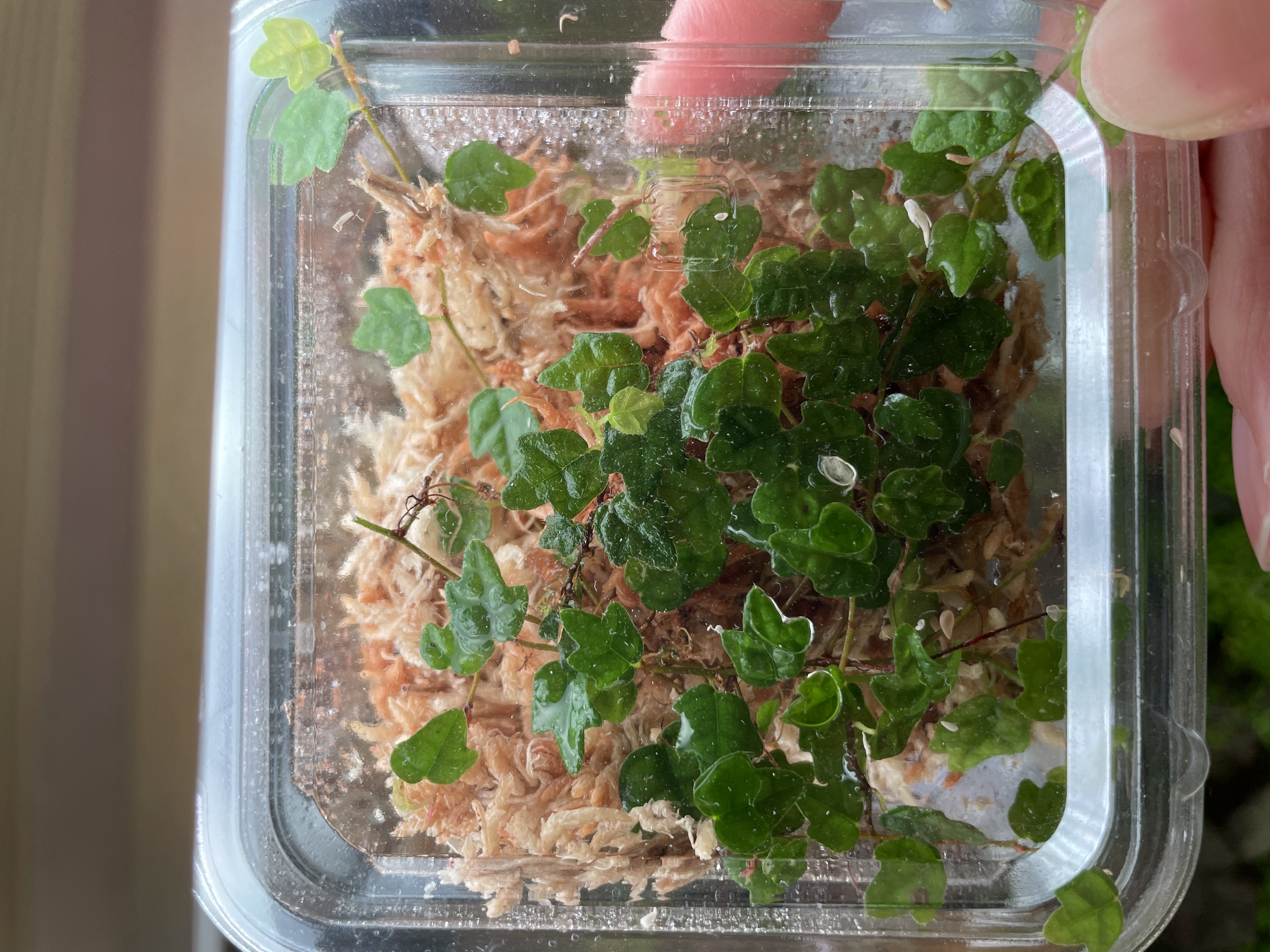 ようこそヒメイタビ