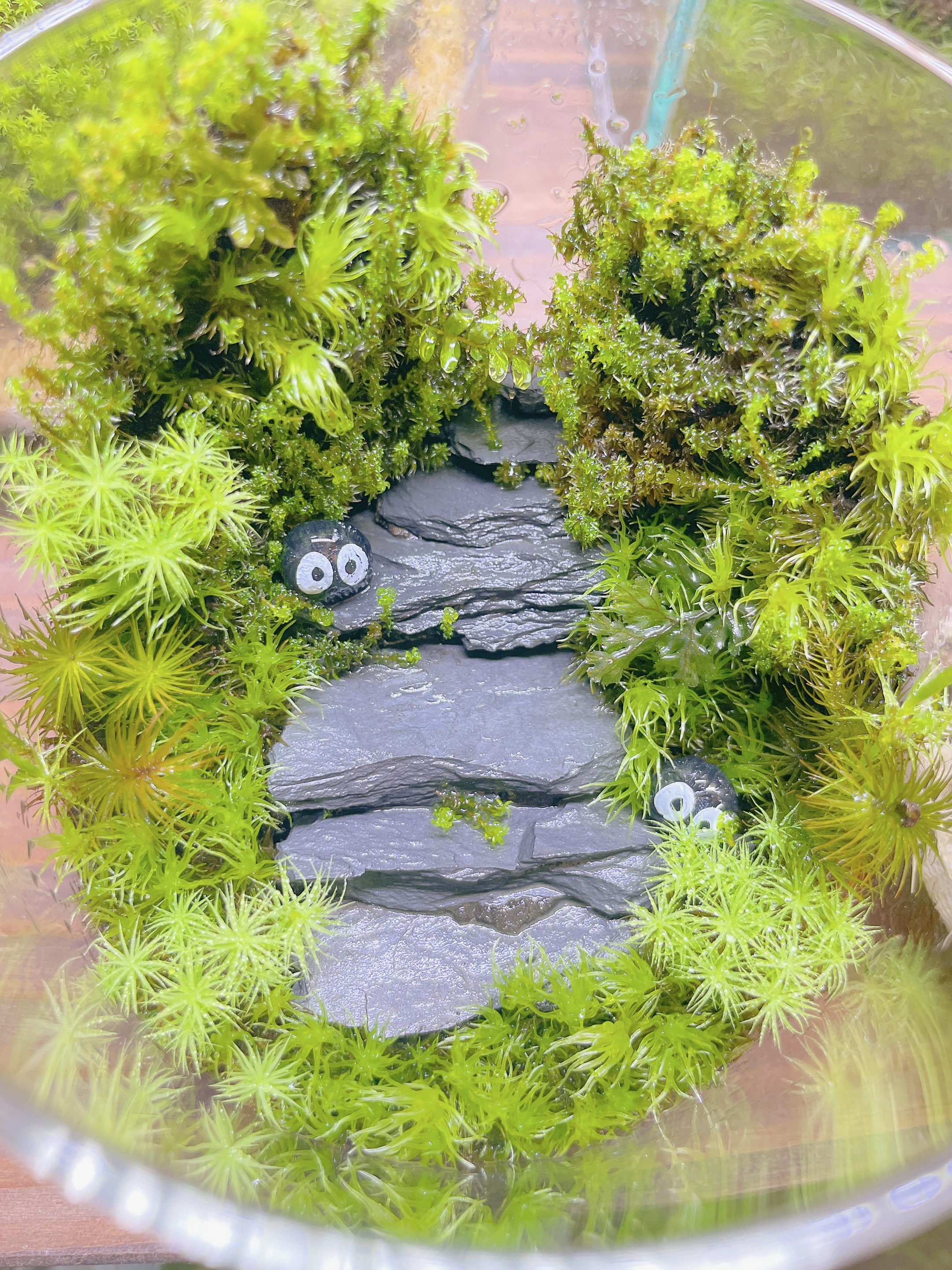 カワイイタマゴケの新芽たち