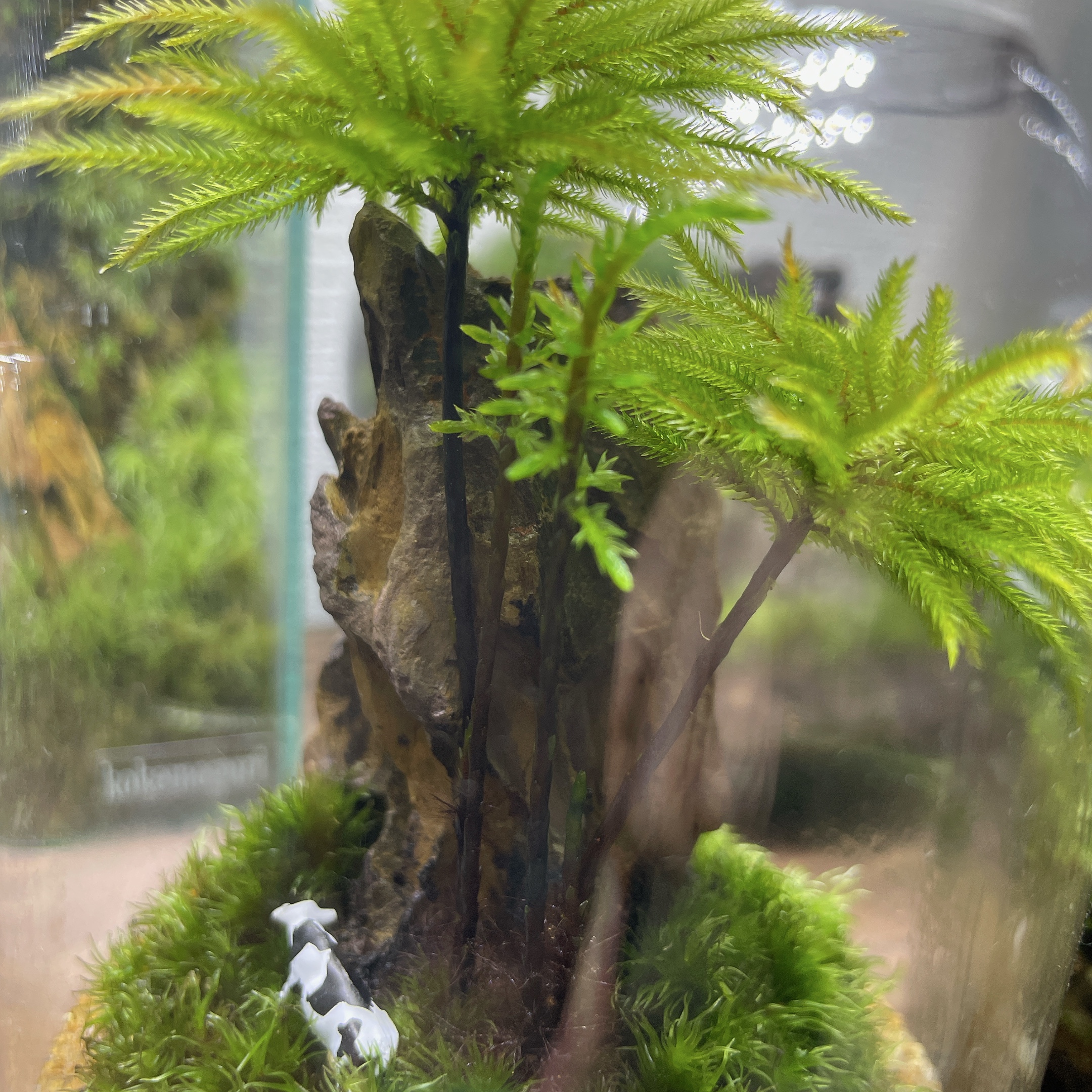 コンヤノマンネングサの成長