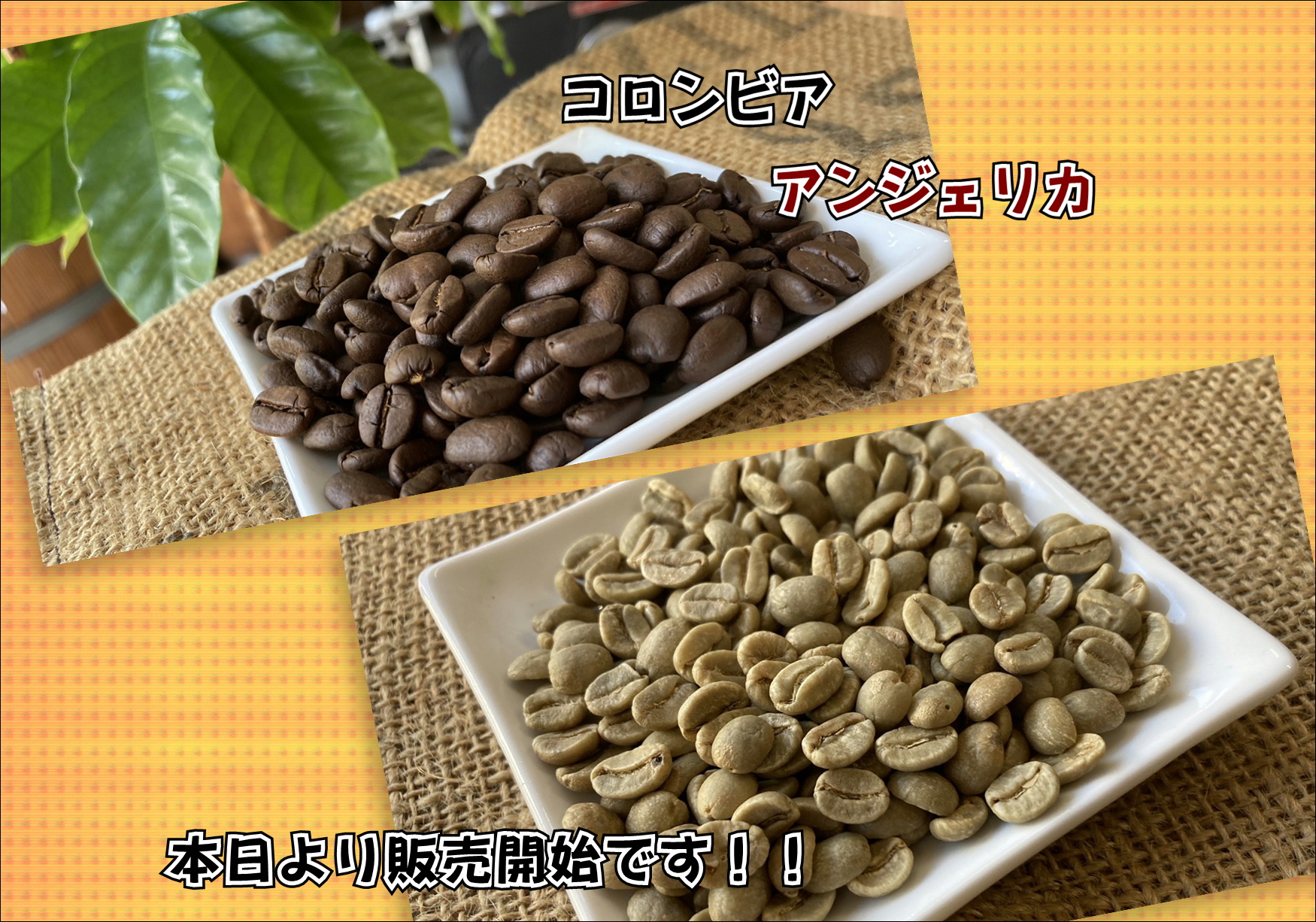 少量ですが、入荷しました！