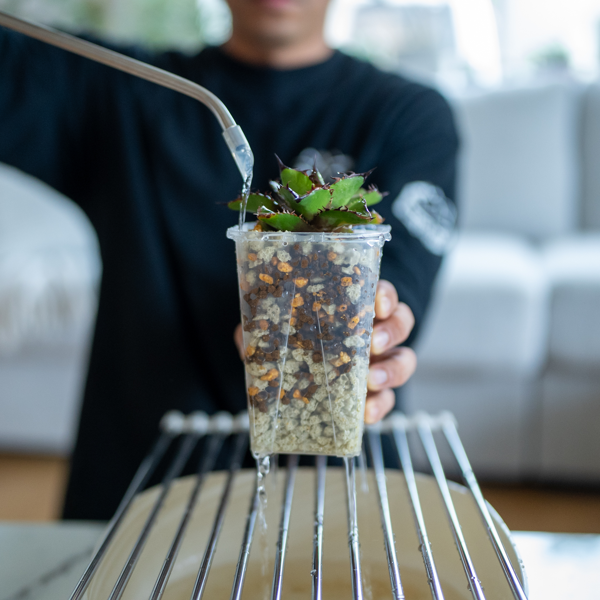 塊根植物の土の基本。なぜ水はけが命なのか？
