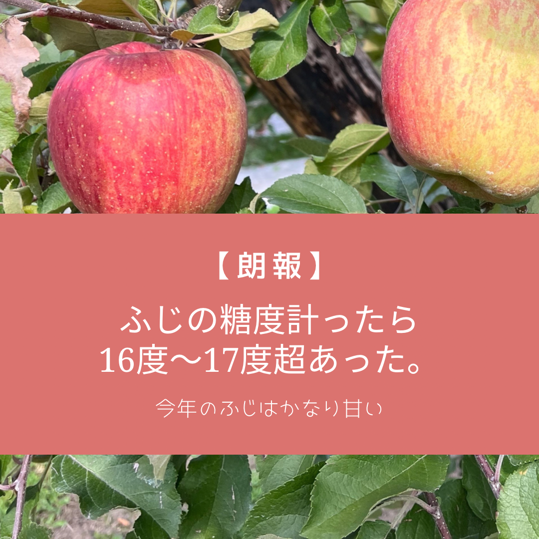 サンふじりんごの糖度16〜17度超！！