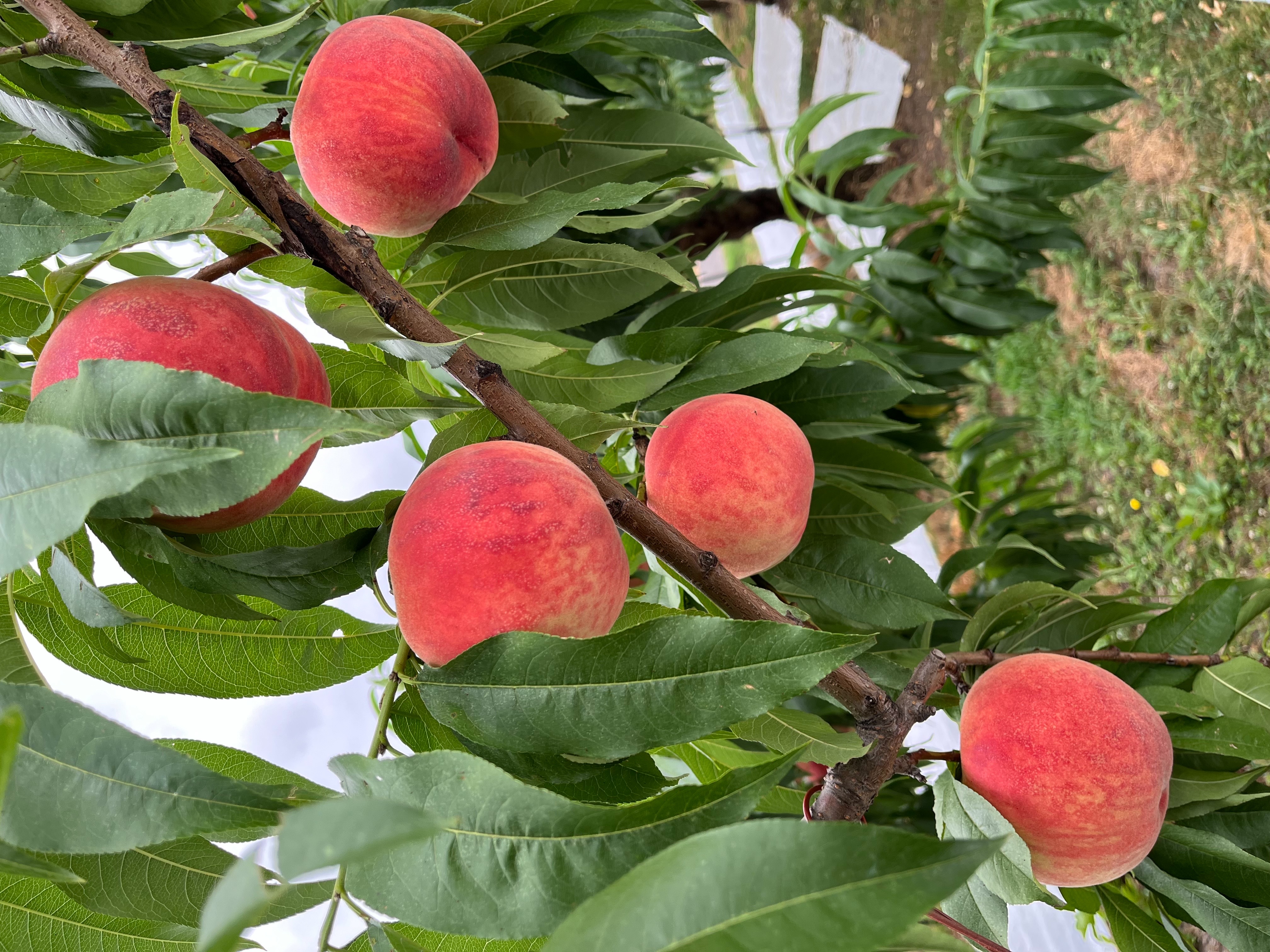「まどか」もまもなく収穫です