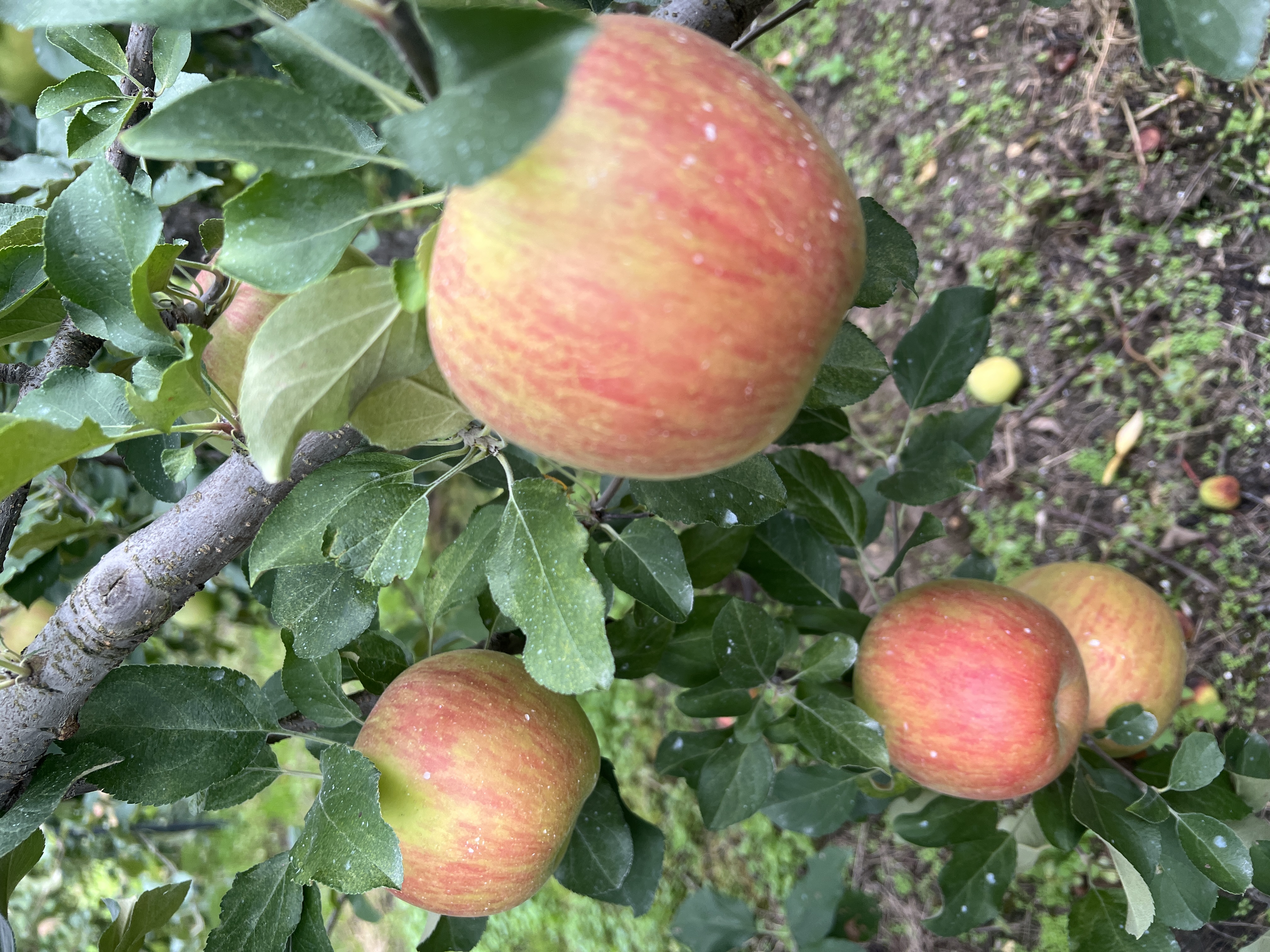 日に日に赤くなるシナノスイート