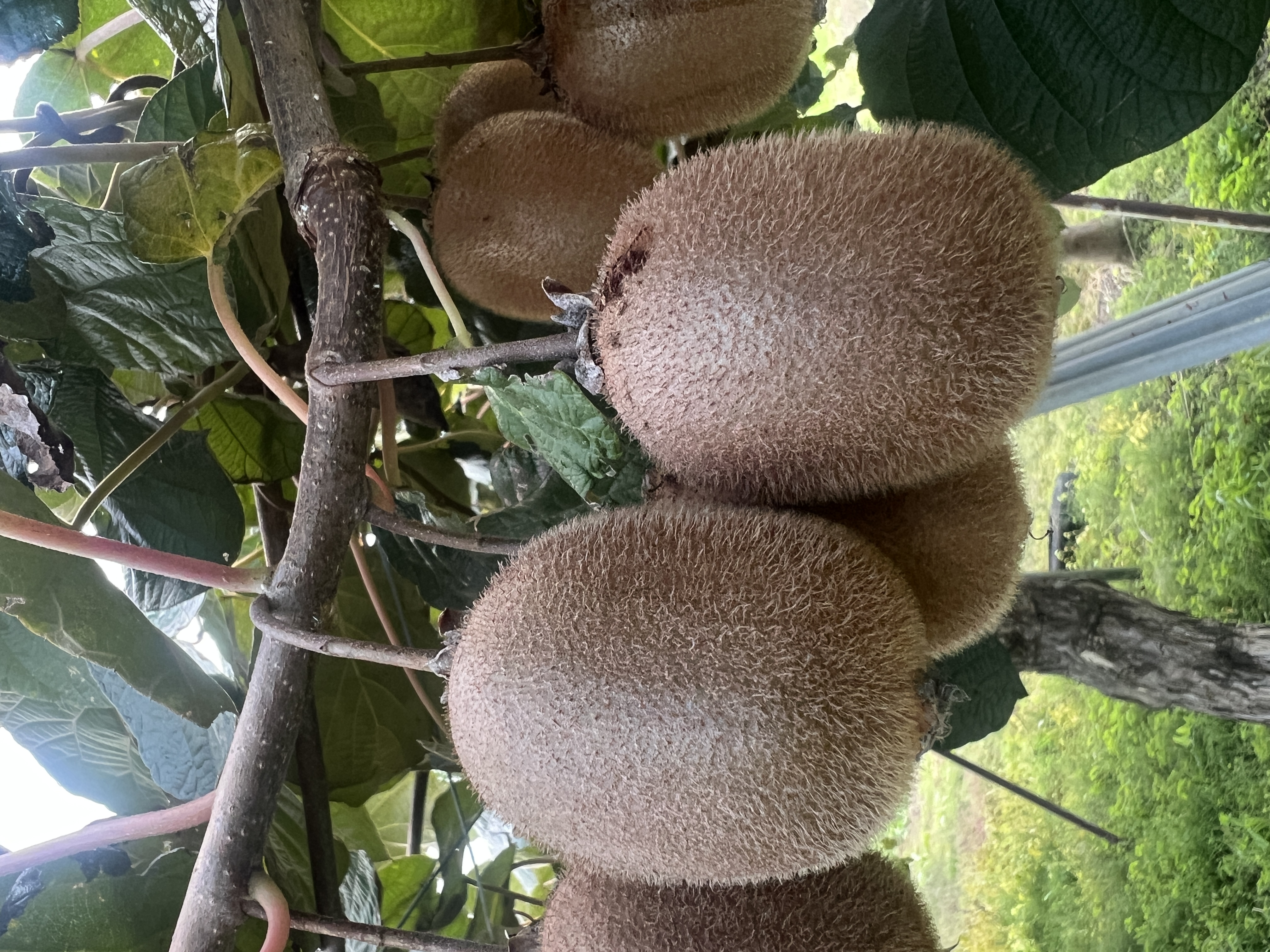 キウイ100個分販売可能です