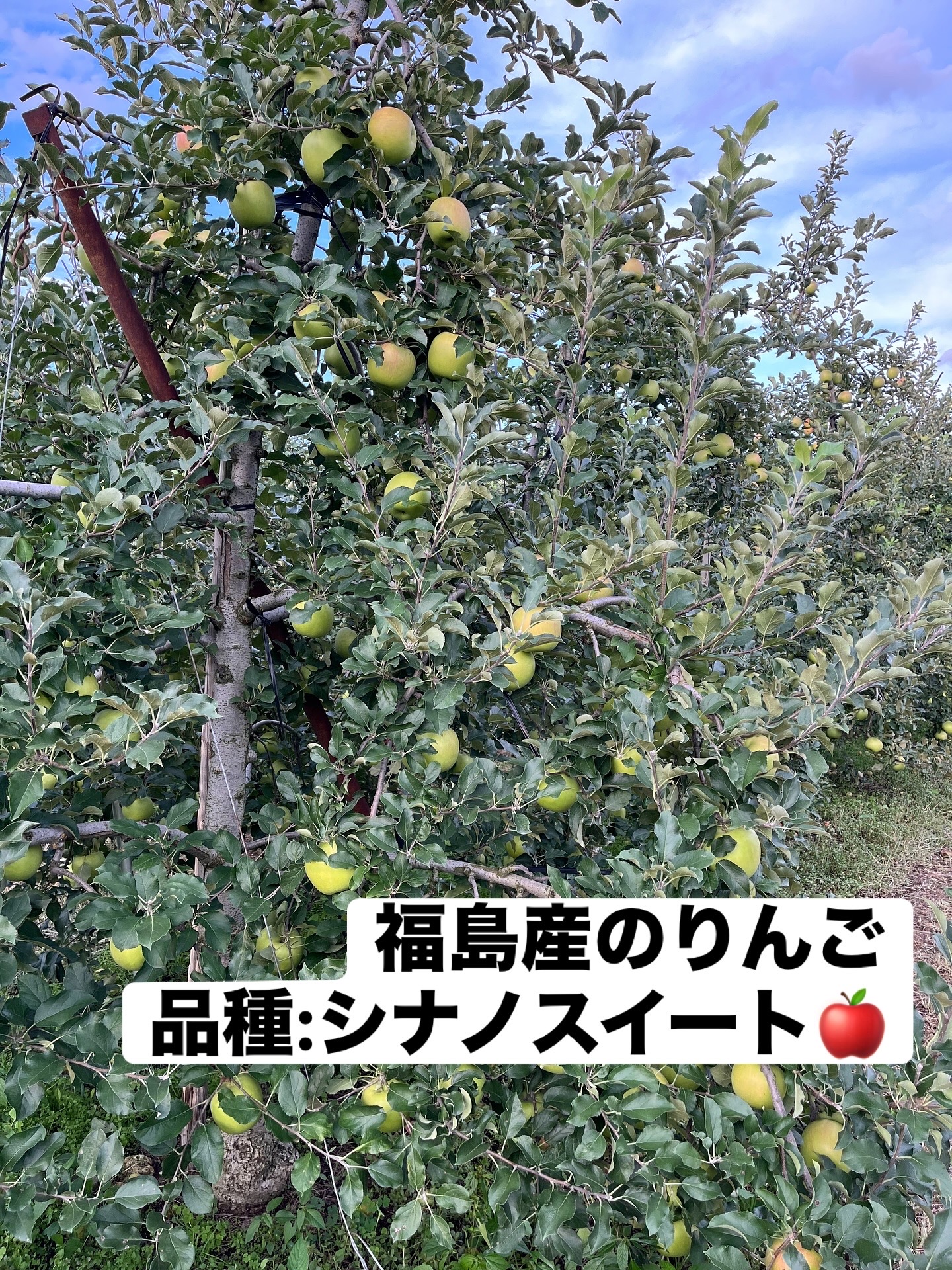 りんご「シナノスイート」ご予約出来ます