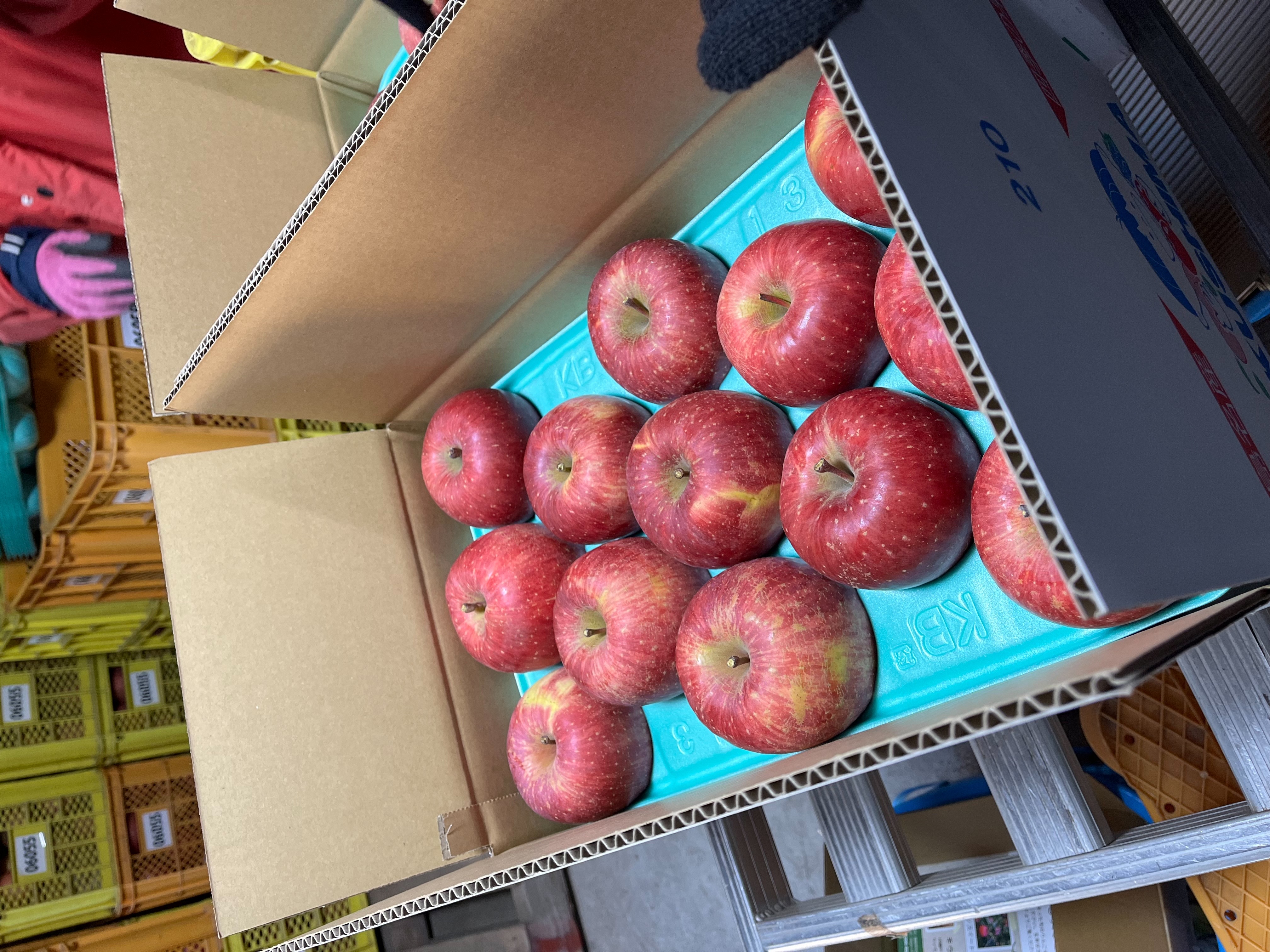 葉取らずサンふじりんご、再販します!