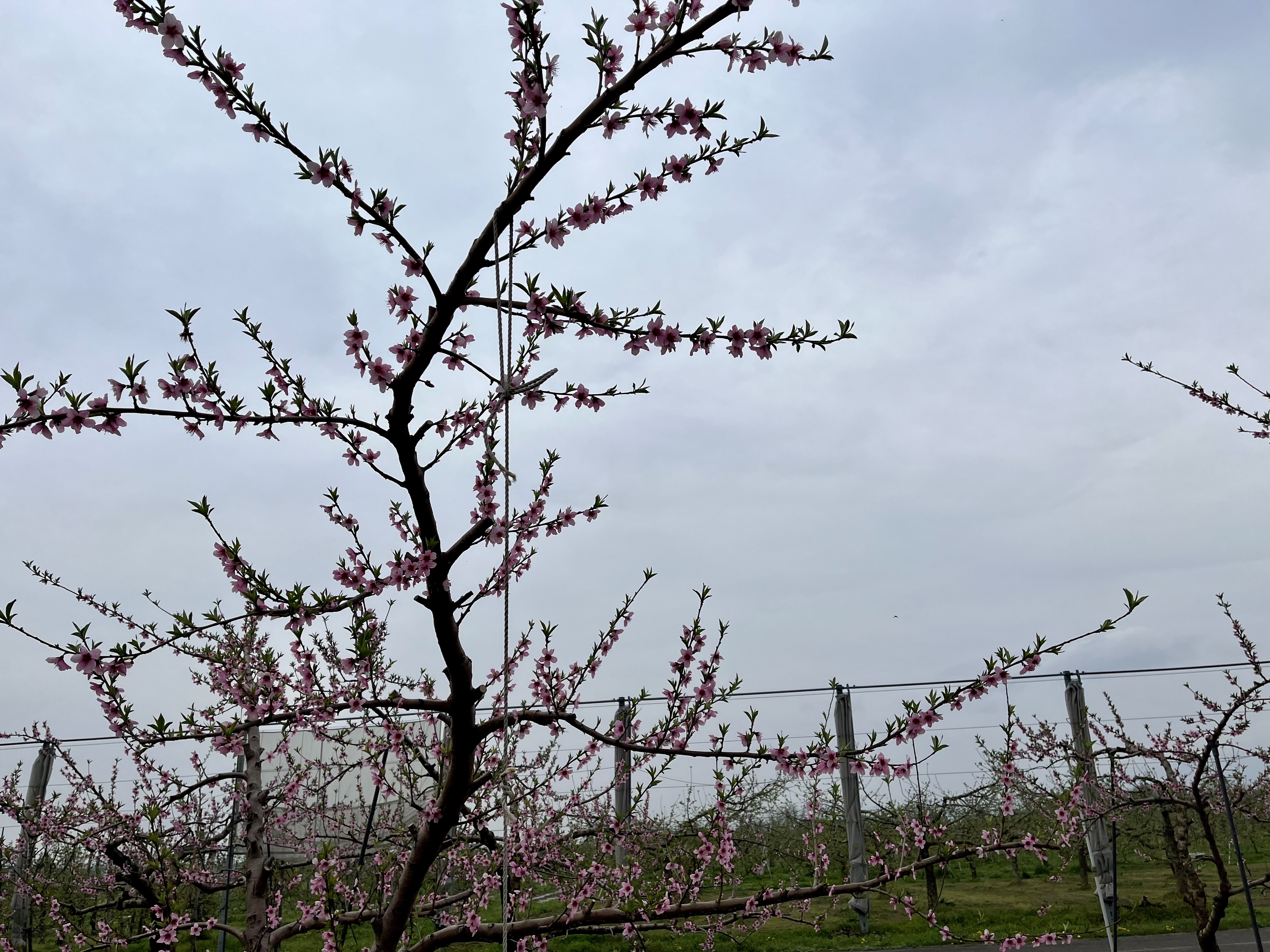 桃の花