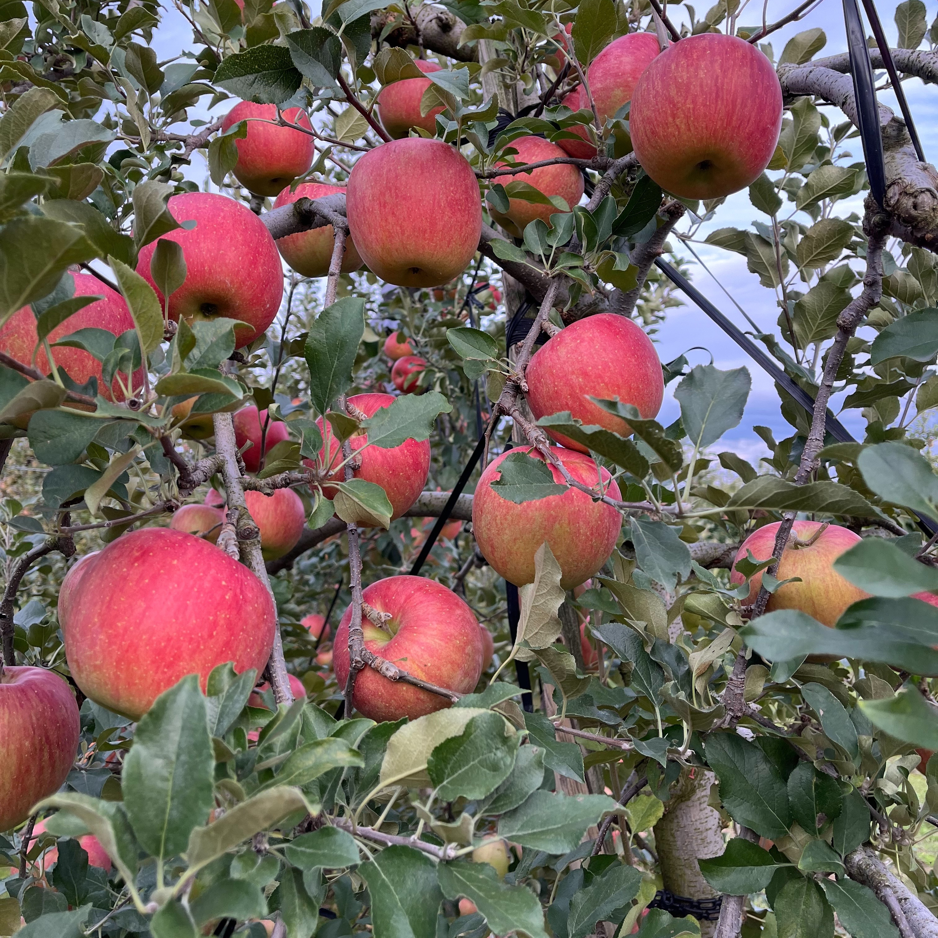 シナノスイートご注文10/24まで