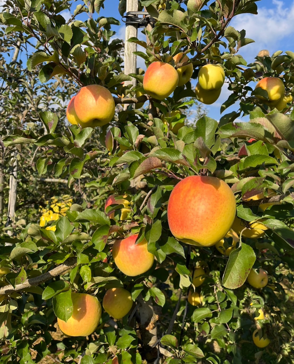 ぐんま名月ご予約受付中