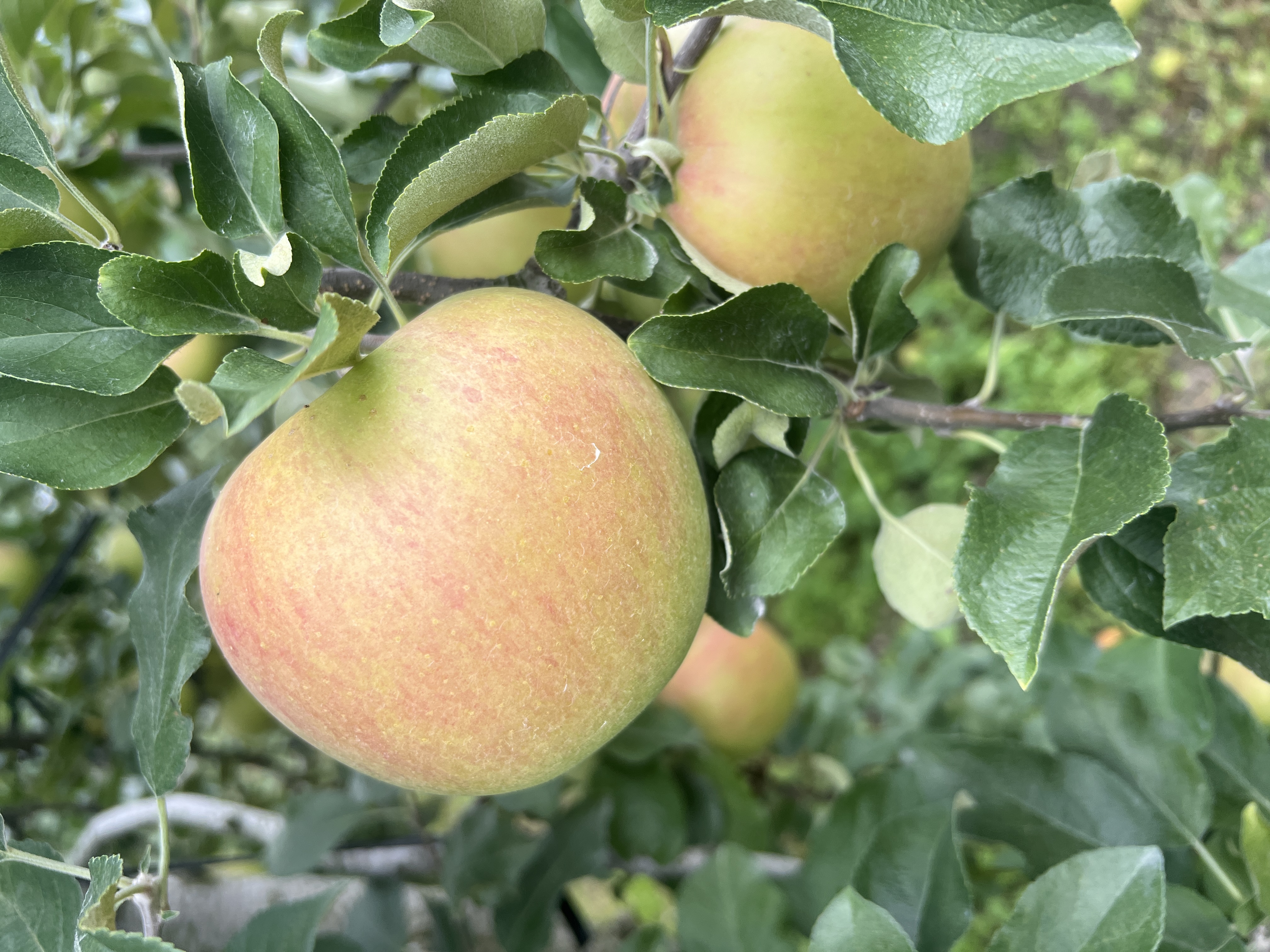 シナノスイート