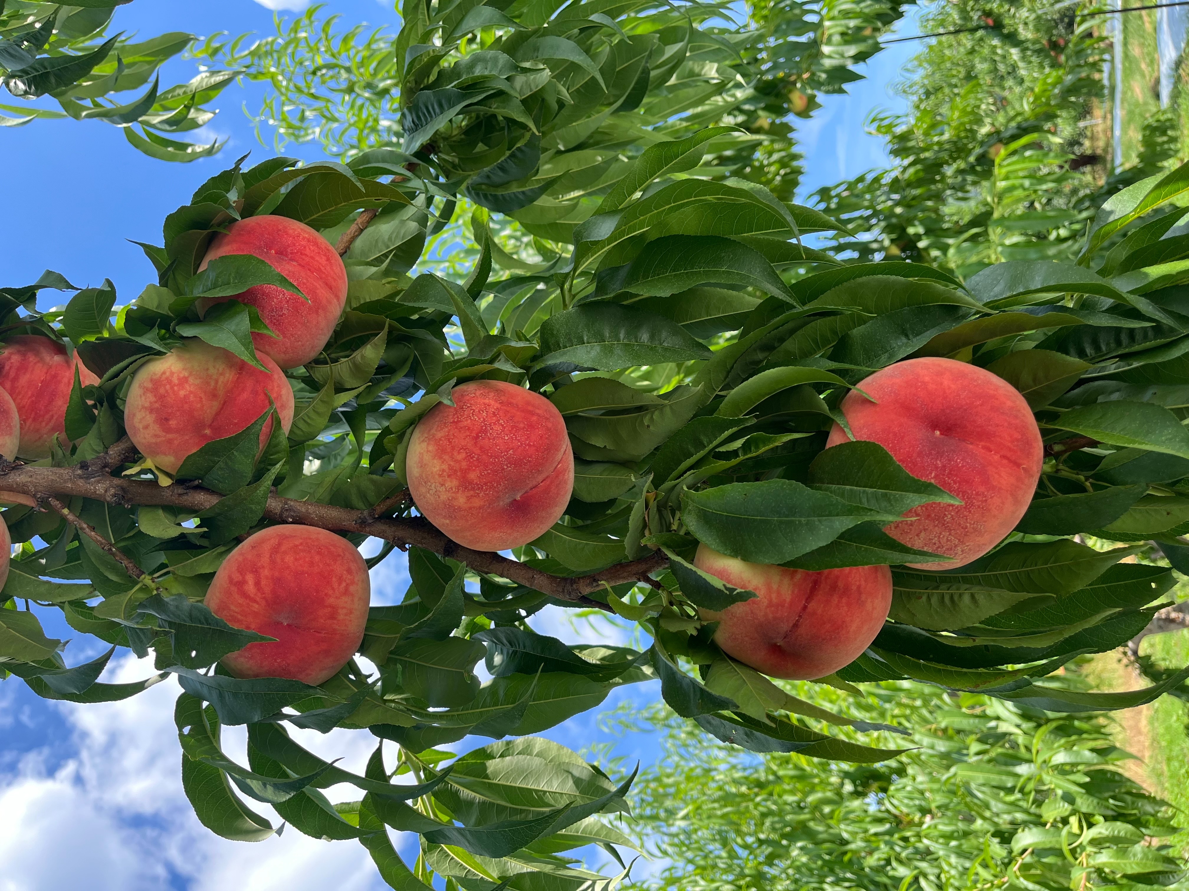 まもなく収穫です!