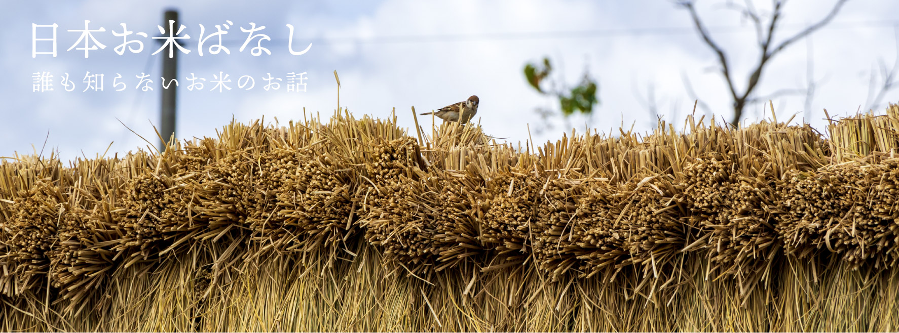 日本お米ばなし vol.53「無洗米の味が普通のお米より劣る」