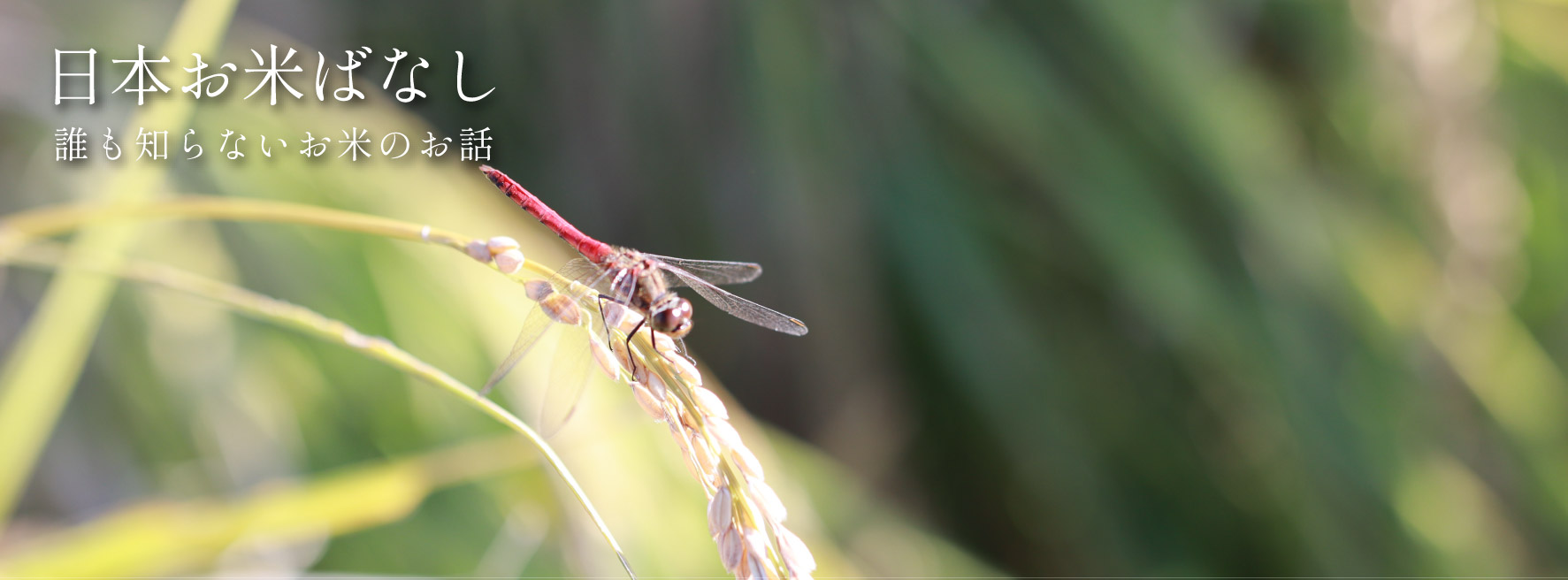 日本お米ばなし vol.75 「お米が値上がりした今、パンや麺類に代えないメリットとは?」