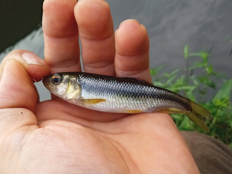 釣りの事。