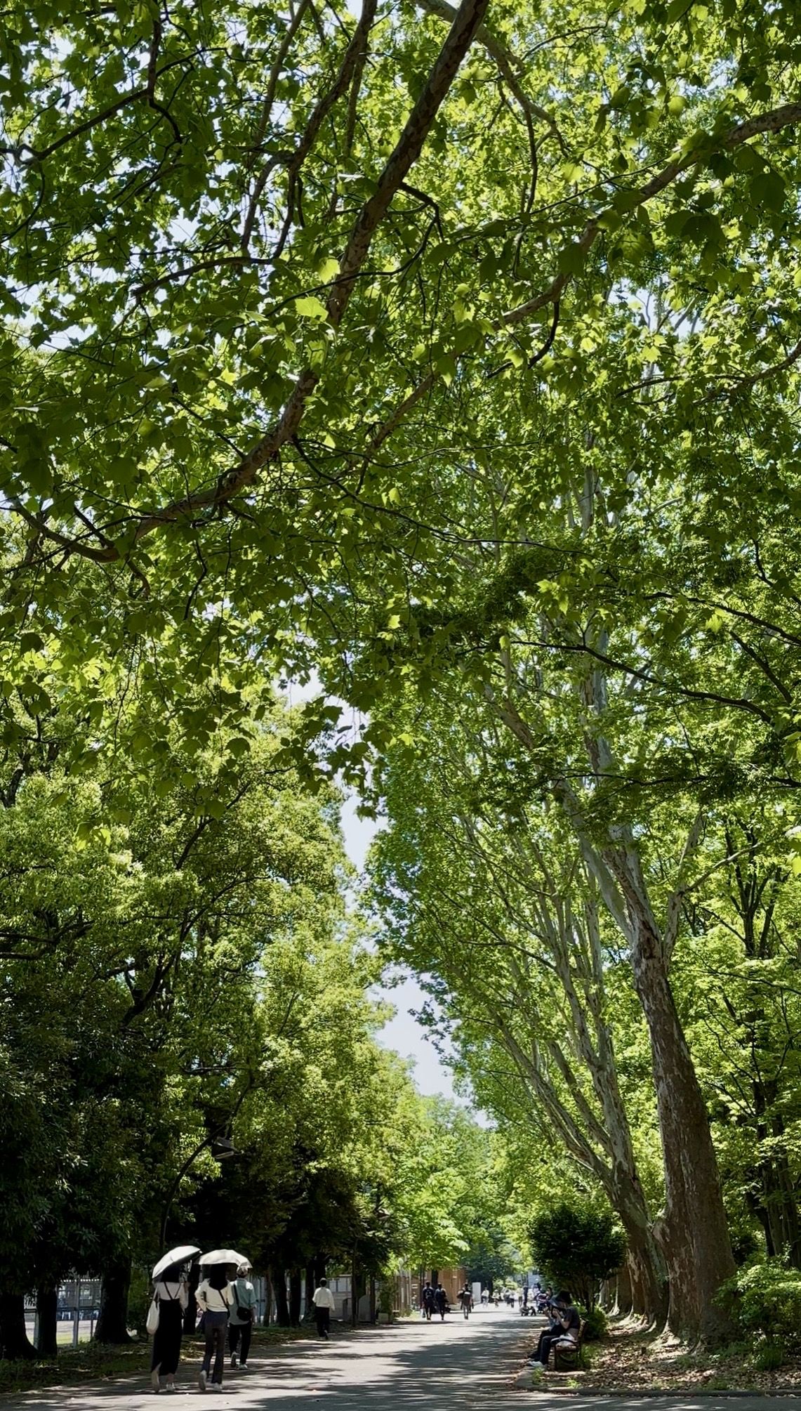 Local Park