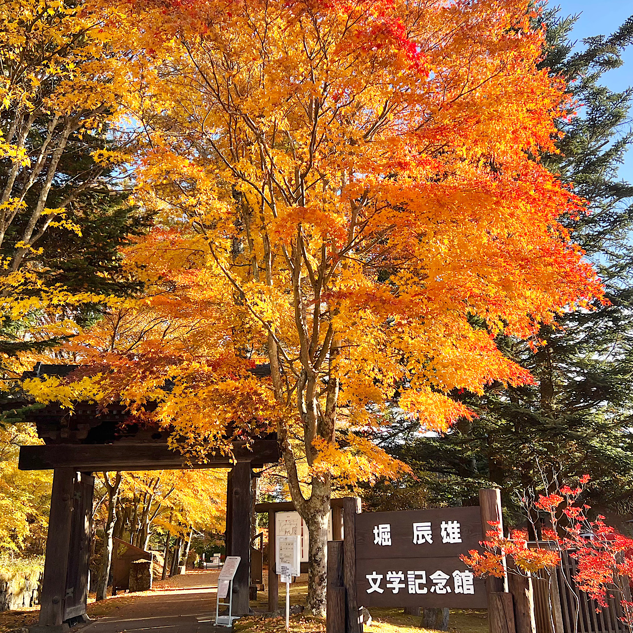 ちっちゃいにゃんこ秋冬 2022.11.6