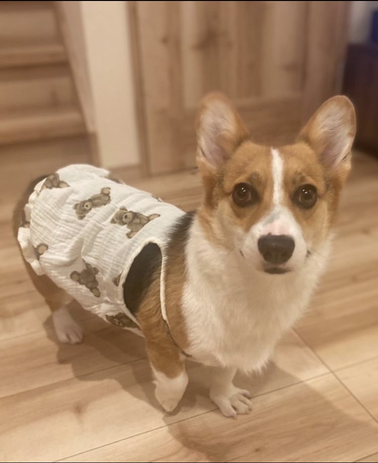 モニター モデル 咲耶ちゃん