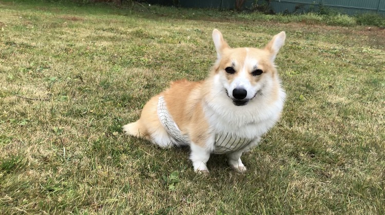 持ち運びも便利なエプロン*