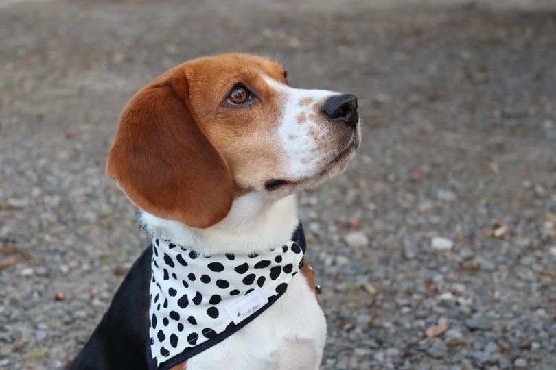 モニターモデル アルドくん*