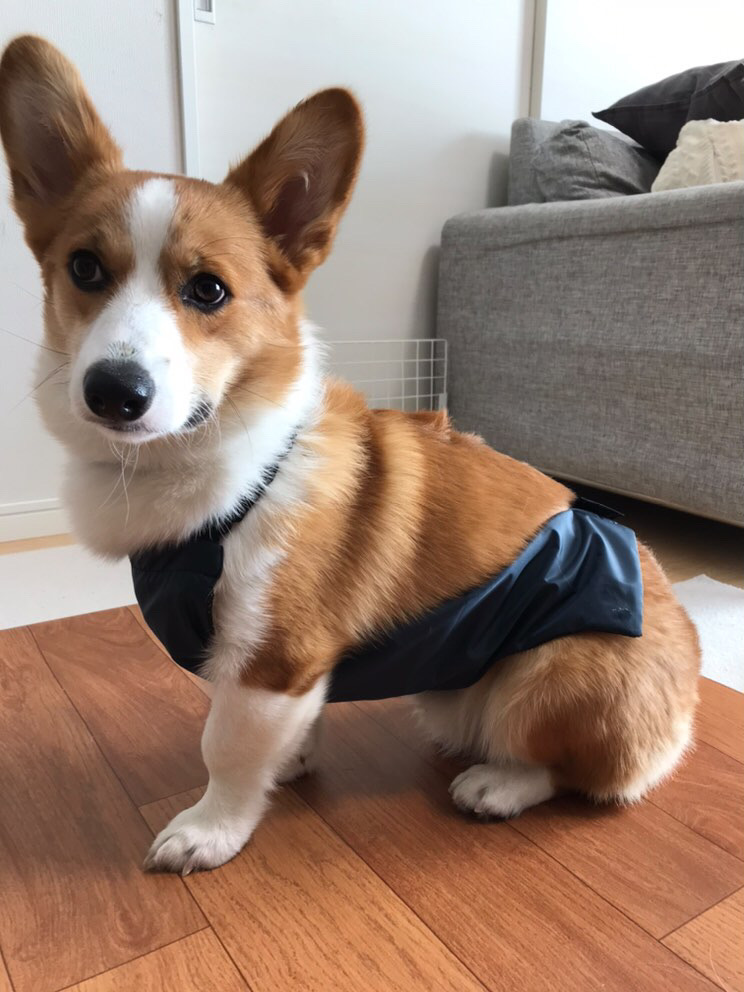 テスト品試着* エルモくん