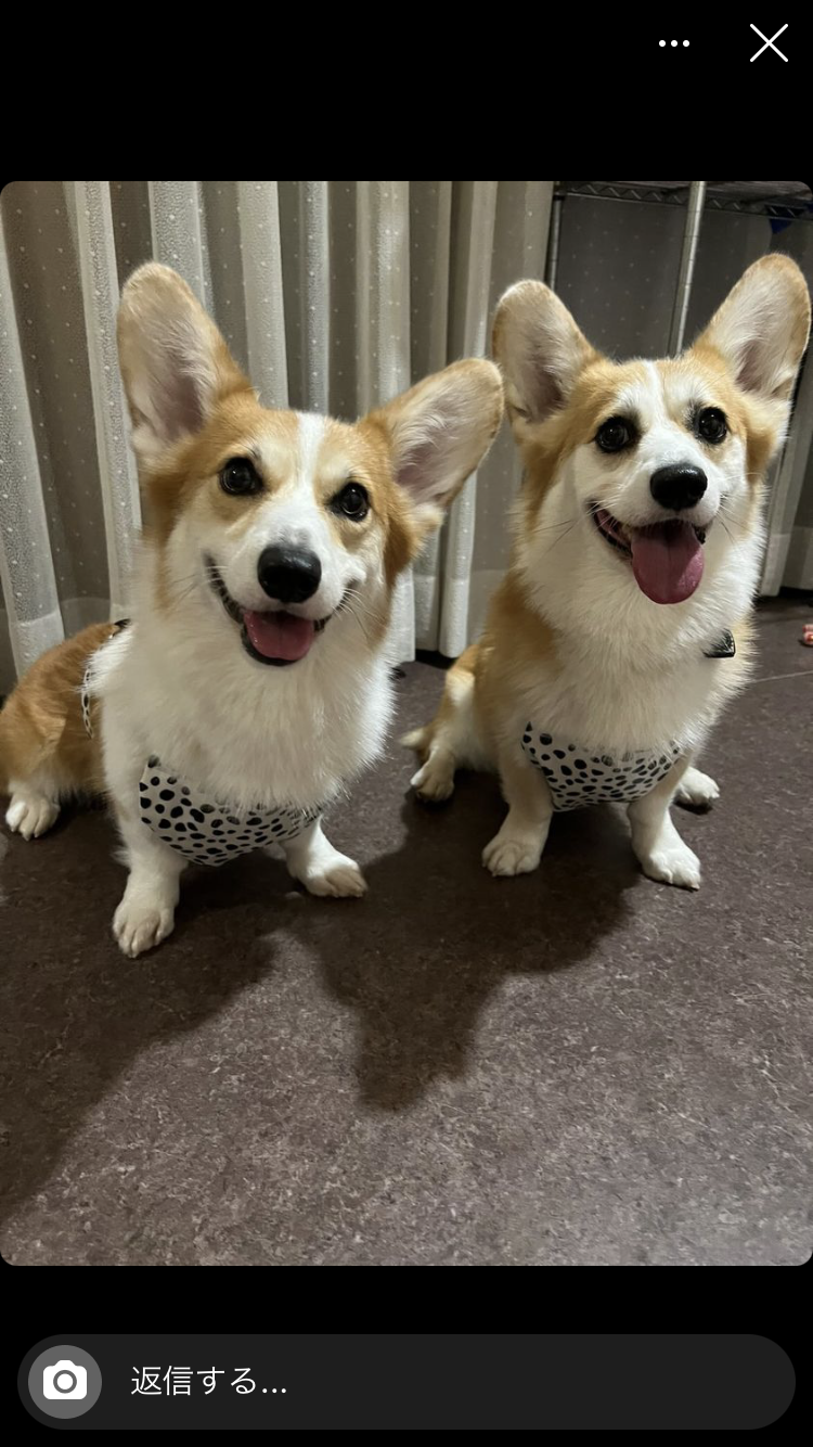 お客様からのお便り*