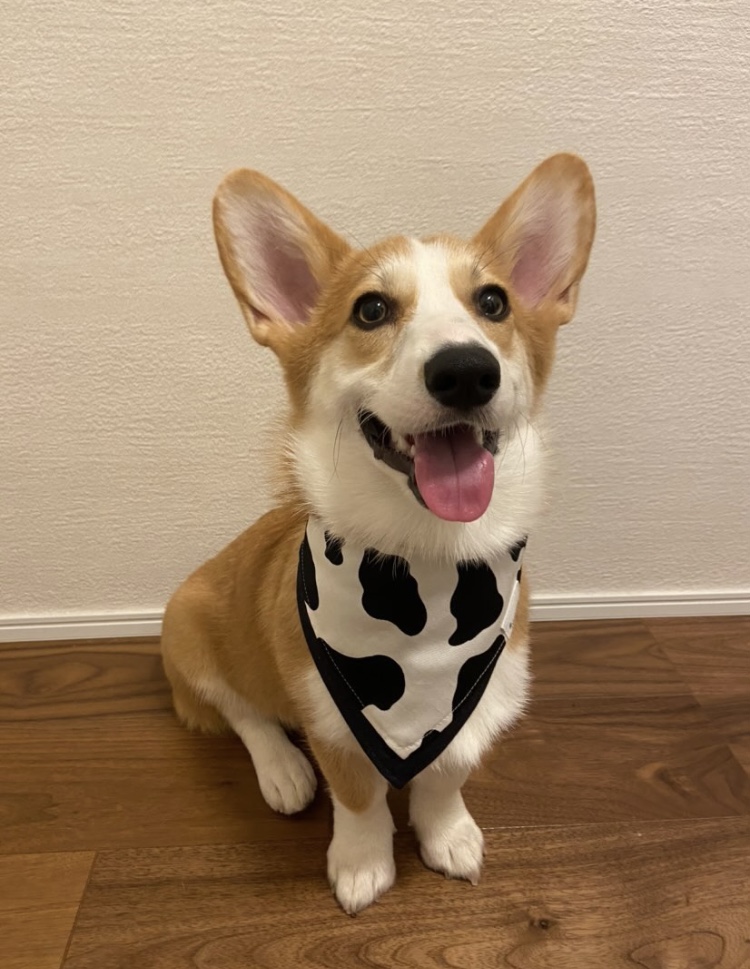 モニターモデル すだちちゃん*